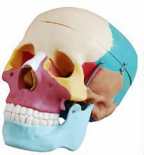 صورة جمجمة بالحجم الطبيعي بعظام ملوّنة (Life-Size Skull with Colored Bones) - واقف للتجارة صنعاء