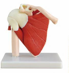 صورة مفصل الكتف بالحجم الطبيعي مع العضلات (Life Size Muscled Shoulder Joint) - واقف للتجارة صنعاء