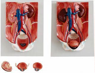 صورة مجسم الجهاز البولي (Urinary System Model) - واقف للتجارة صنعاء