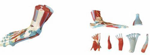 صورة مجسم عضلات القدم بالحجم الطبيعي (7 أجزاء) (Life-size Human Muscle Foot Model (7 parts)) - واقف للتجارة صنعاء