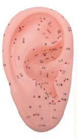 صورة مجسم أذن للتدليك 17 سم (Massage Ear Model 17CM) - واقف للتجارة صنعاء