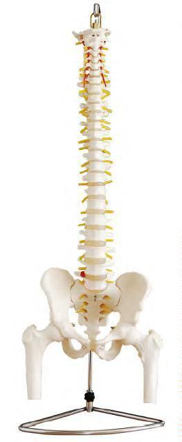 صورة عمود فقري بالحجم الطبيعي مع الحوض ورأسي الفخذ (Life-size Vertebral Column with Pelvis and Femur Heads) - واقف للتجارة صنعاء