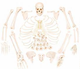 صورة هيكل عظمي مفكك مع الجمجمة (Disarticulated Skeleton with Skull) - واقف للتجارة صنعاء