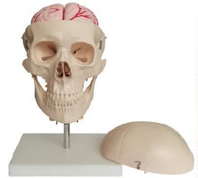 صورة جمجمة مع دماغ من 8 أجزاء والفقرات العنقية (Skull with 8 parts Brain and Cervical Spine) - واقف للتجارة صنعاء